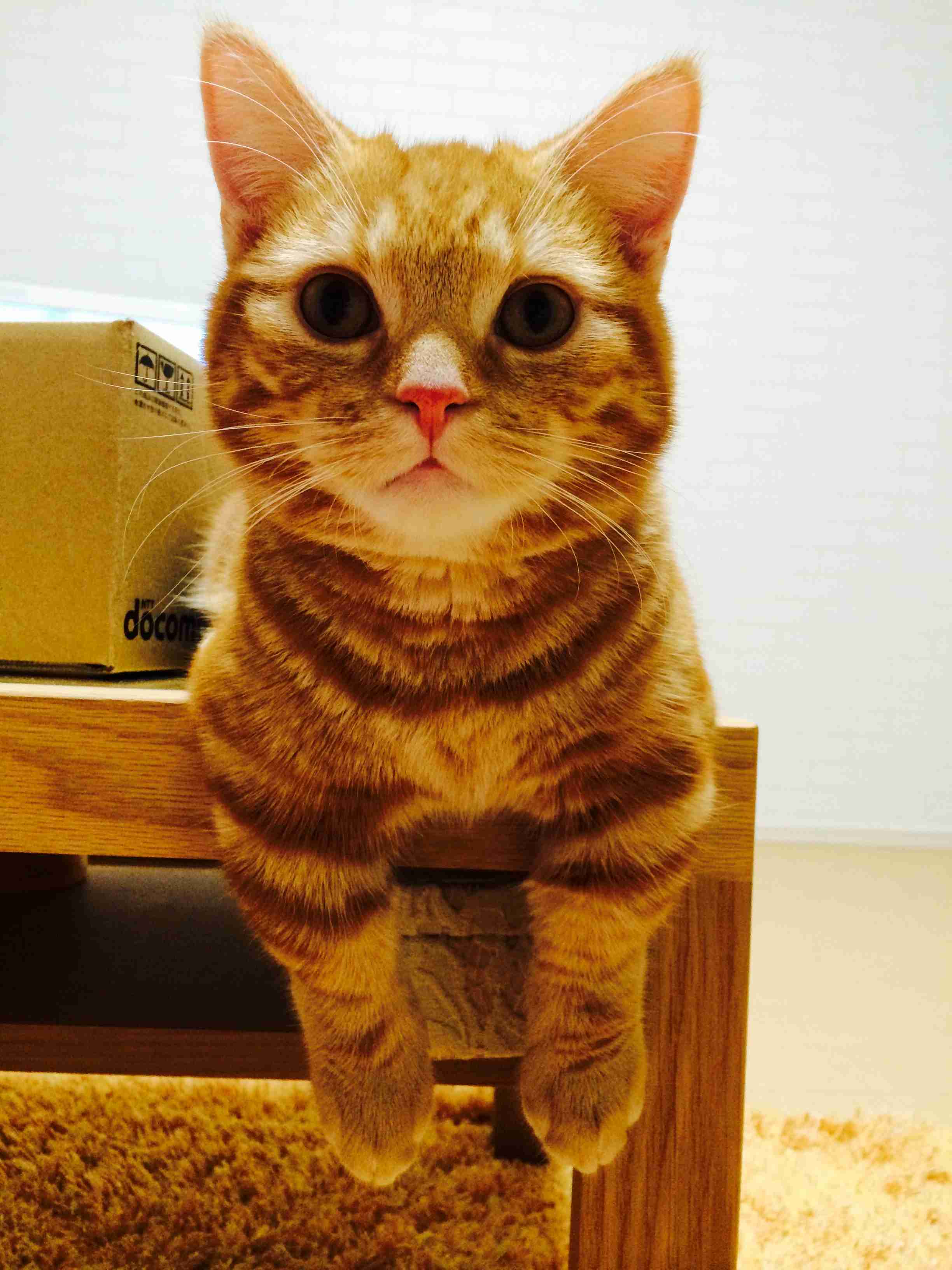 ガルちゃん猫カフェ21号店 開店しました♪ (初めての方も大歓迎!)