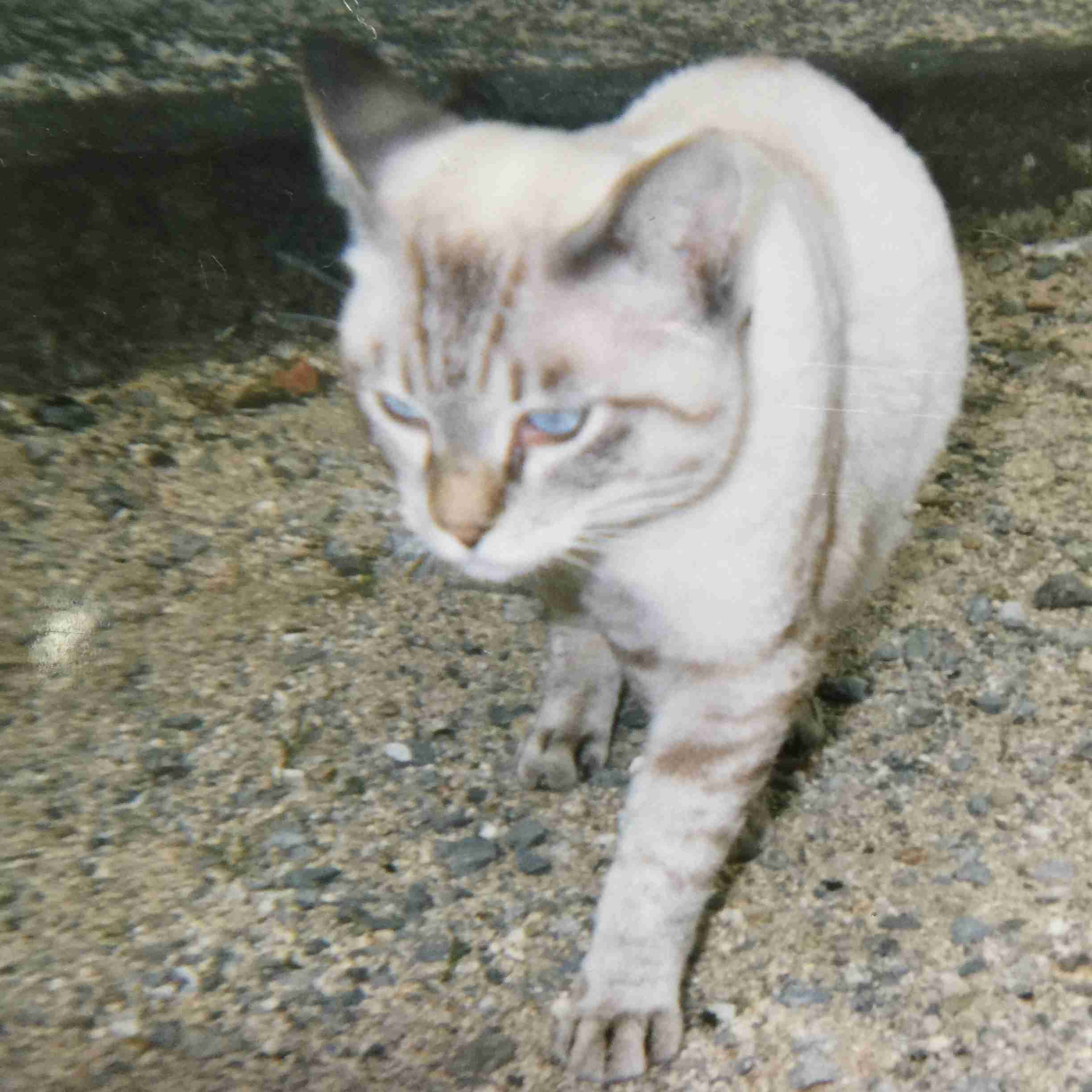 ガルちゃん猫カフェ21号店 開店しました♪ (初めての方も大歓迎!)
