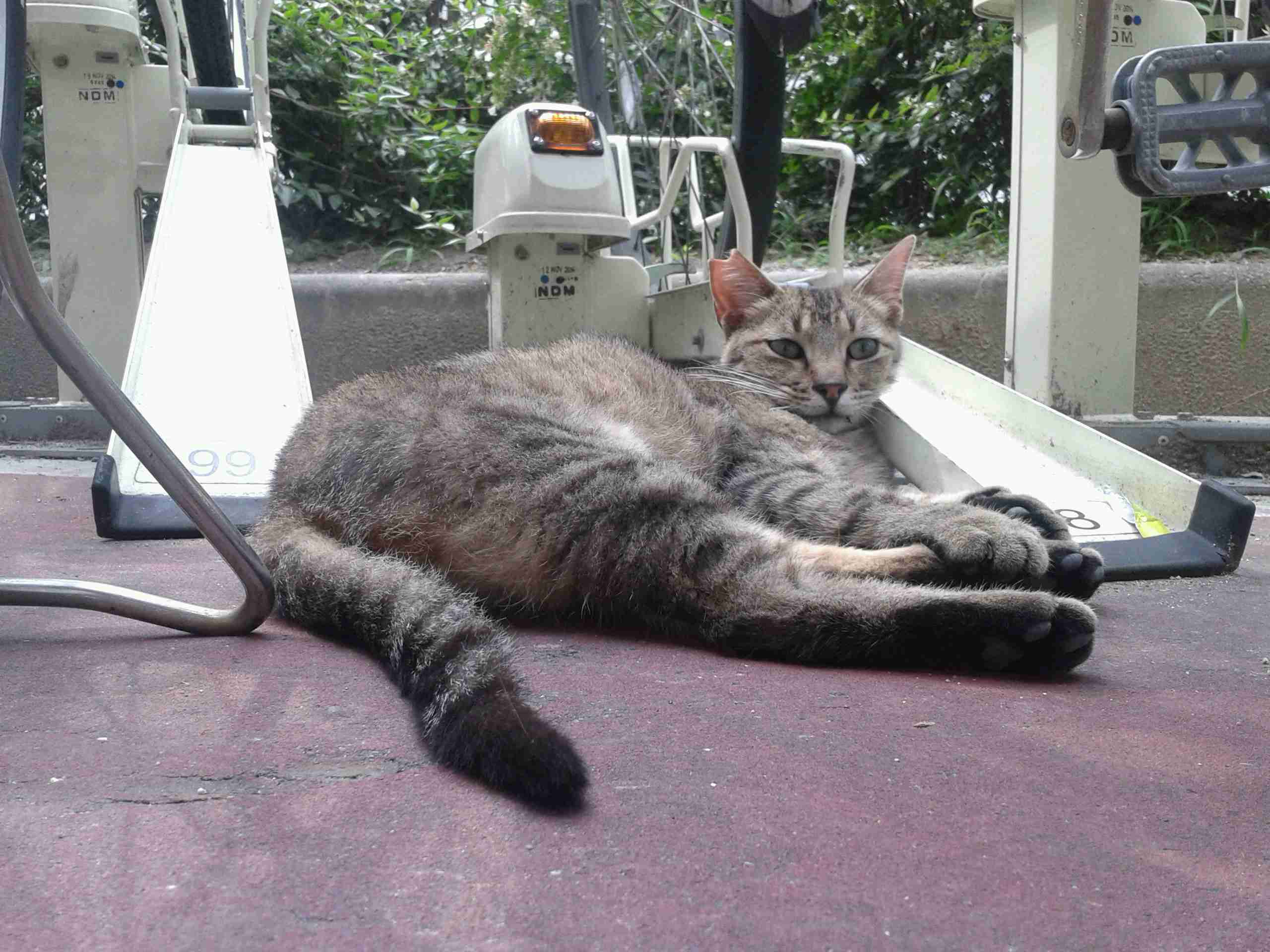ガルちゃん猫カフェ21号店 開店しました♪ (初めての方も大歓迎!)