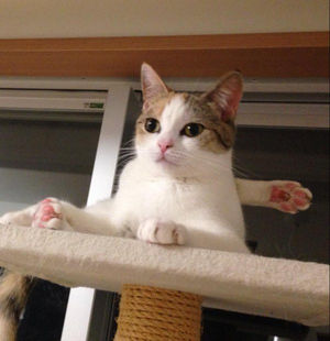 ガルちゃん猫カフェ21号店 開店しました♪ (初めての方も大歓迎！)