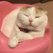 ガルちゃん猫カフェ21号店 開店しました♪ (初めての方も大歓迎！)