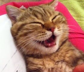 ガルちゃん猫カフェ21号店 開店しました♪ (初めての方も大歓迎!)