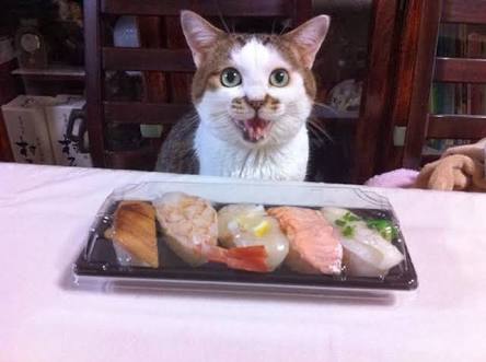 ガルちゃん猫カフェ21号店 開店しました♪ (初めての方も大歓迎!)