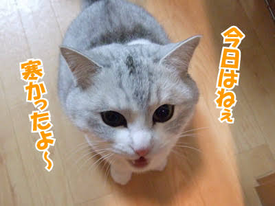 ガルちゃん猫カフェ21号店 開店しました♪ (初めての方も大歓迎!)