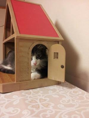 ガルちゃん猫カフェ21号店 開店しました♪ (初めての方も大歓迎！)
