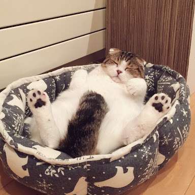 ガルちゃん猫カフェ21号店 開店しました♪ (初めての方も大歓迎!)