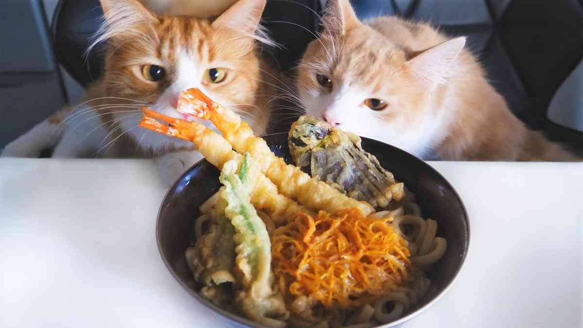 ガルちゃん猫カフェ21号店 開店しました♪ (初めての方も大歓迎！)