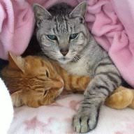 ガルちゃん猫カフェ21号店 開店しました♪ (初めての方も大歓迎！)