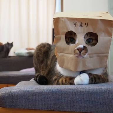 ガルちゃん猫カフェ21号店 開店しました♪ (初めての方も大歓迎!)
