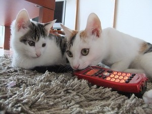 ガルちゃん猫カフェ21号店 開店しました♪ (初めての方も大歓迎!)
