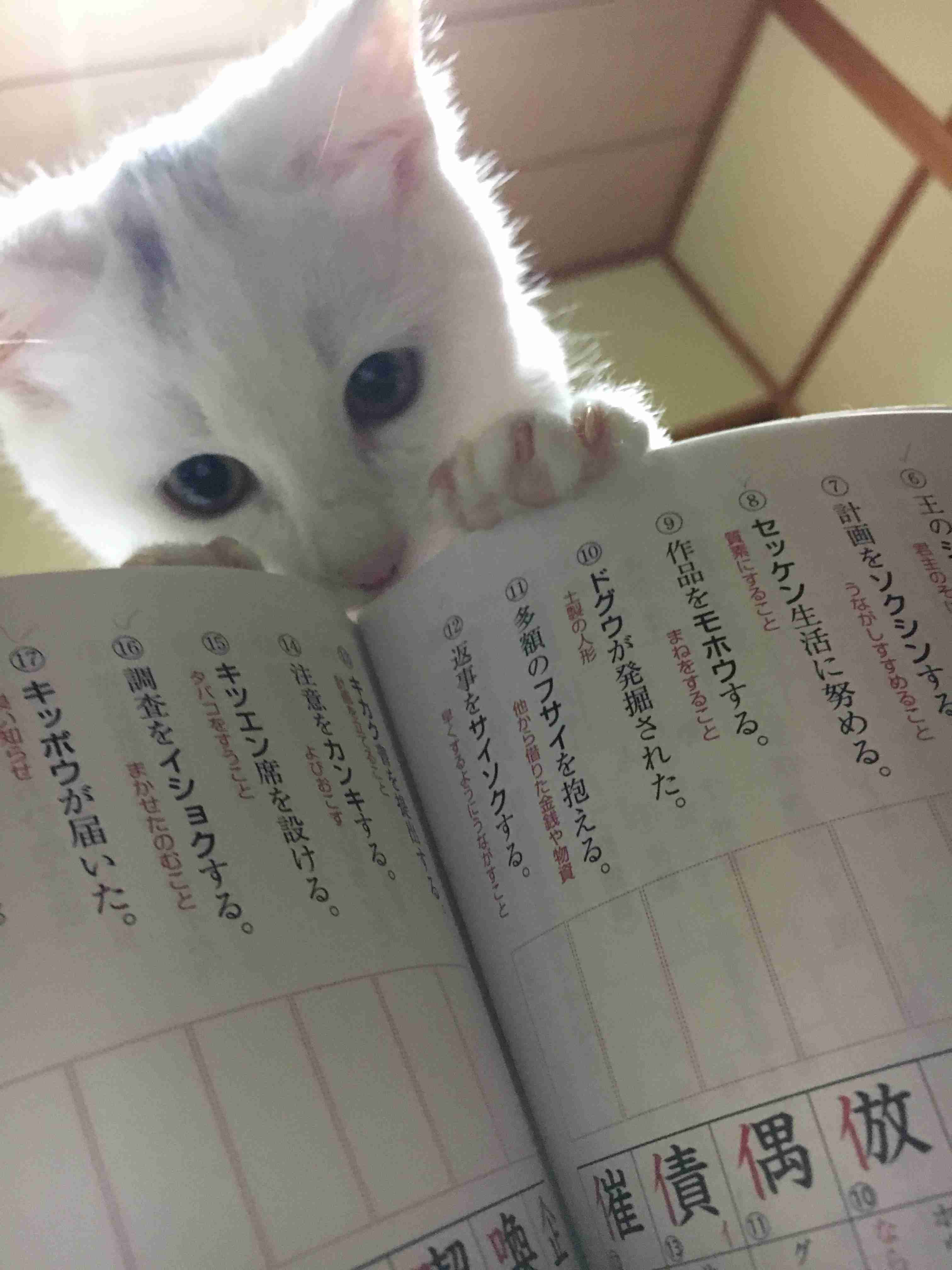 ガルちゃん猫カフェ21号店 開店しました♪ (初めての方も大歓迎!)