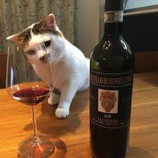 ガルちゃん猫カフェ21号店 開店しました♪ (初めての方も大歓迎！)