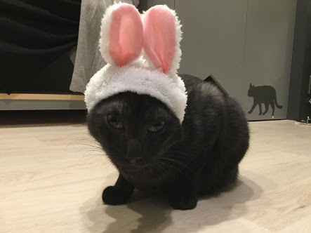 ガルちゃん猫カフェ21号店 開店しました♪ (初めての方も大歓迎!)
