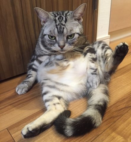 ガルちゃん猫カフェ21号店 開店しました♪ (初めての方も大歓迎！)