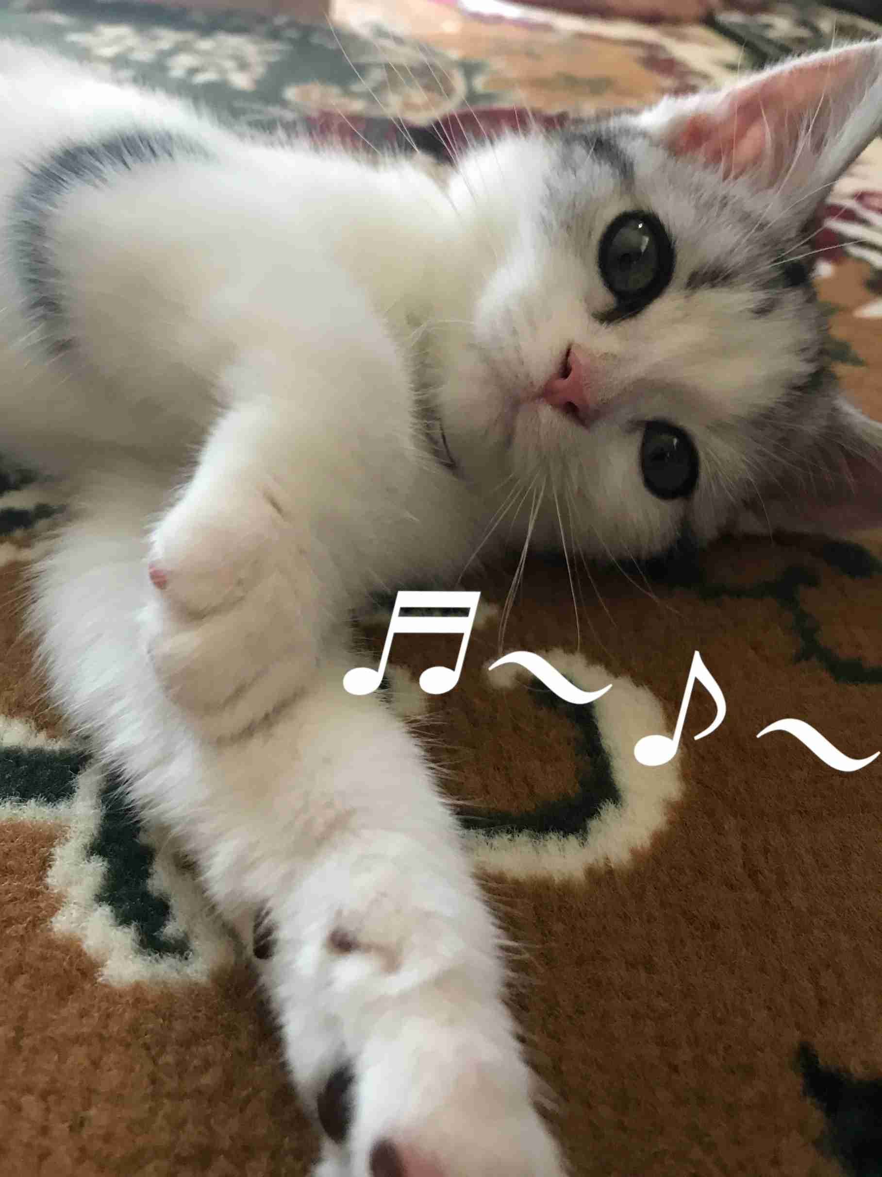 ガルちゃん猫カフェ21号店 開店しました♪ (初めての方も大歓迎!)