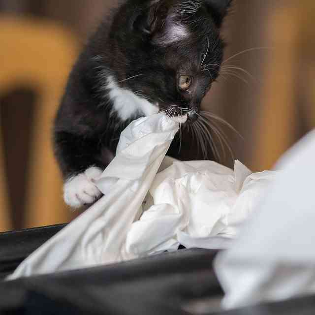 ガルちゃん猫カフェ21号店 開店しました♪ (初めての方も大歓迎！)