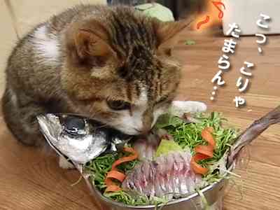 ガルちゃん猫カフェ21号店 開店しました♪ (初めての方も大歓迎！)