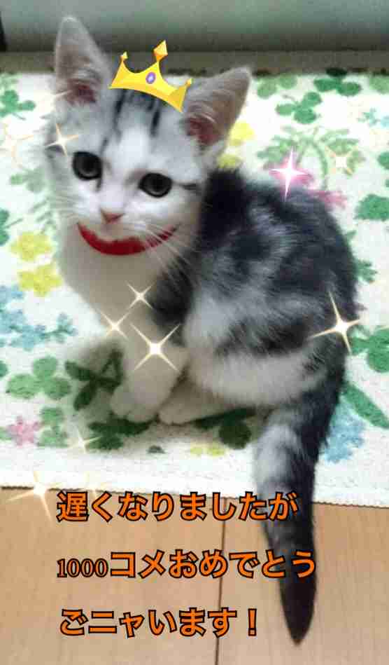 ガルちゃん猫カフェ21号店 開店しました♪ (初めての方も大歓迎！)