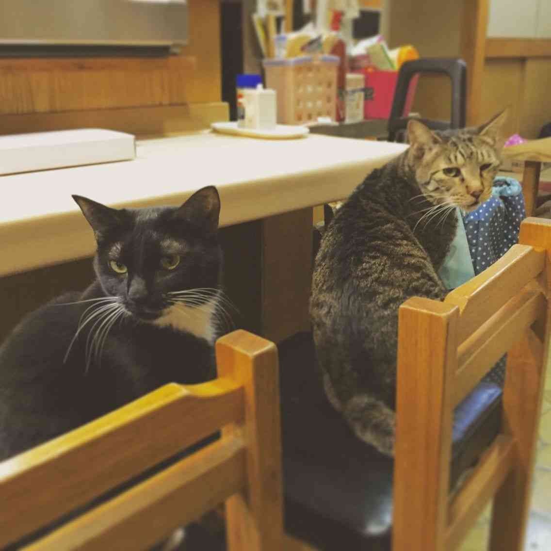 ガルちゃん猫カフェ21号店 開店しました♪ (初めての方も大歓迎!)