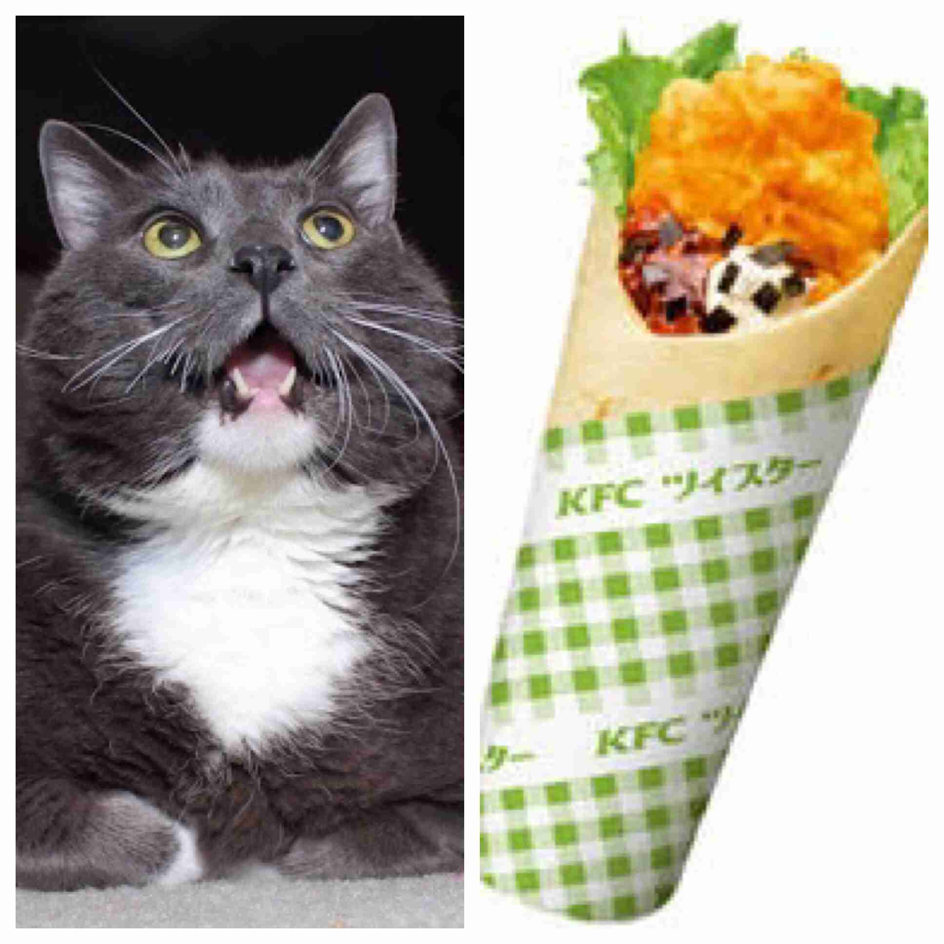 ガルちゃん猫カフェ21号店 開店しました♪ (初めての方も大歓迎！)
