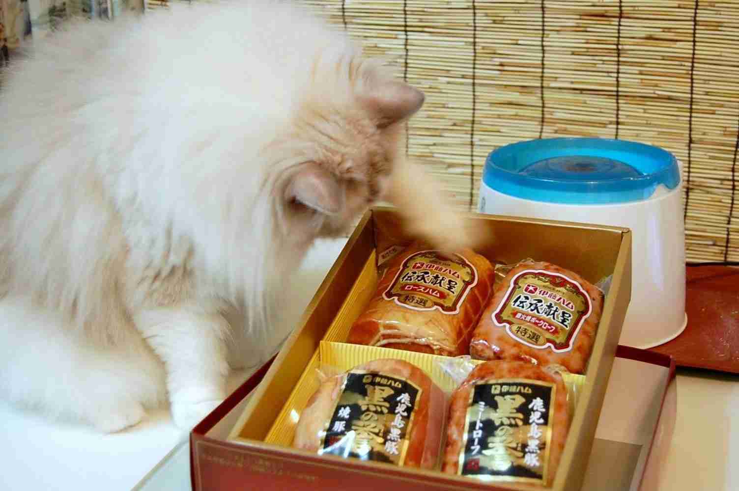 ガルちゃん猫カフェ21号店 開店しました♪ (初めての方も大歓迎！)