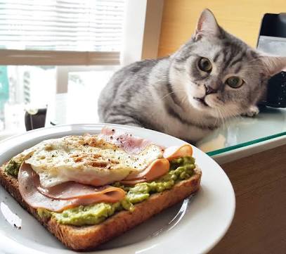 ガルちゃん猫カフェ21号店 開店しました♪ (初めての方も大歓迎！)