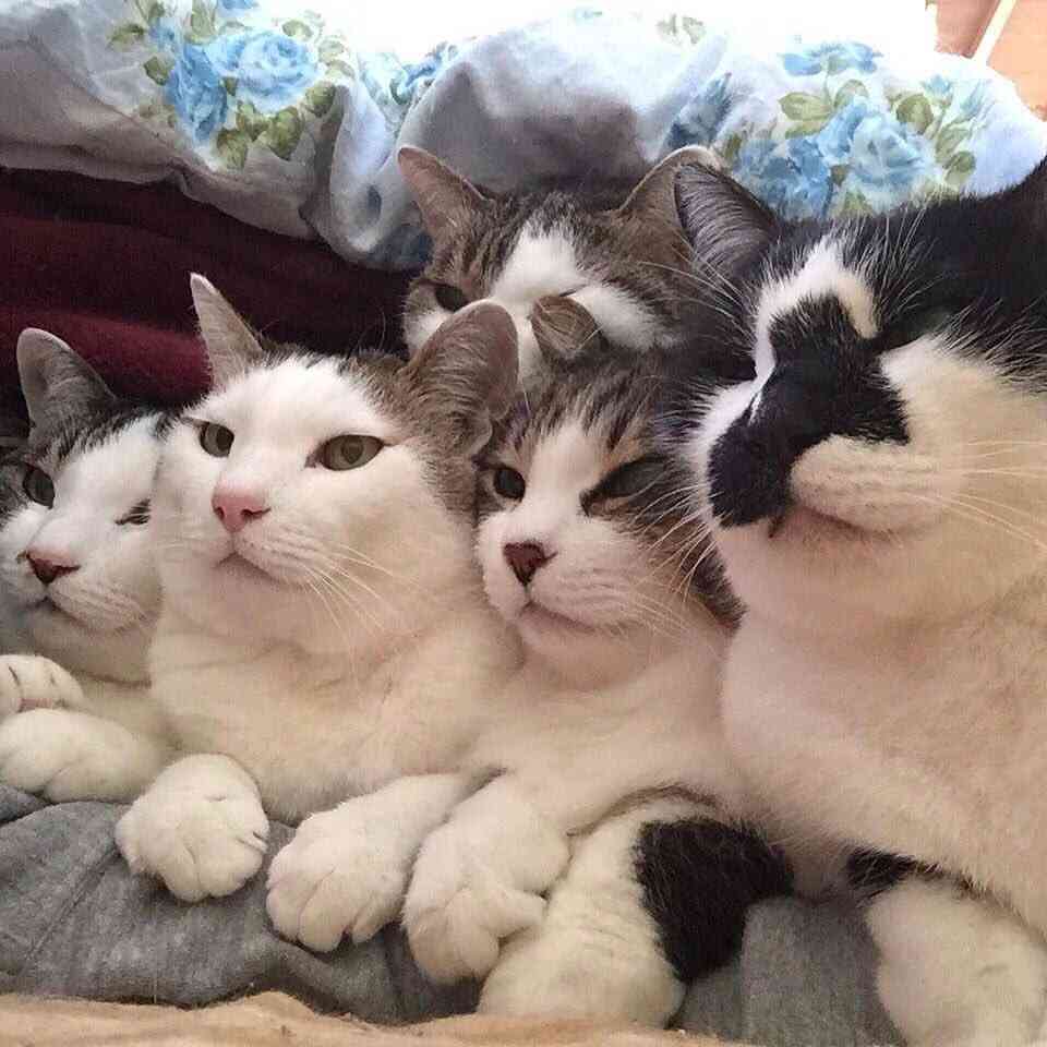 ガルちゃん猫カフェ21号店 開店しました♪ (初めての方も大歓迎！)