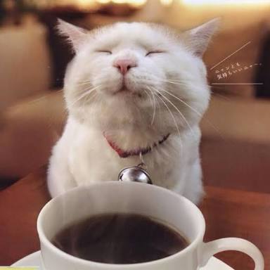 ガルちゃん猫カフェ21号店 開店しました♪ (初めての方も大歓迎！)