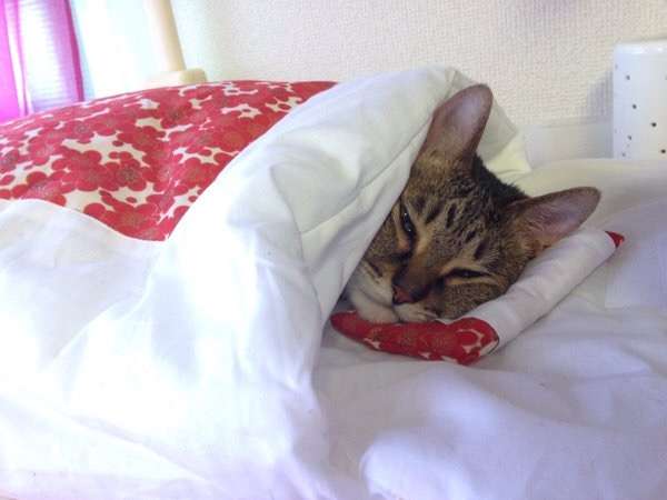 ガルちゃん猫カフェ21号店 開店しました♪ (初めての方も大歓迎!)