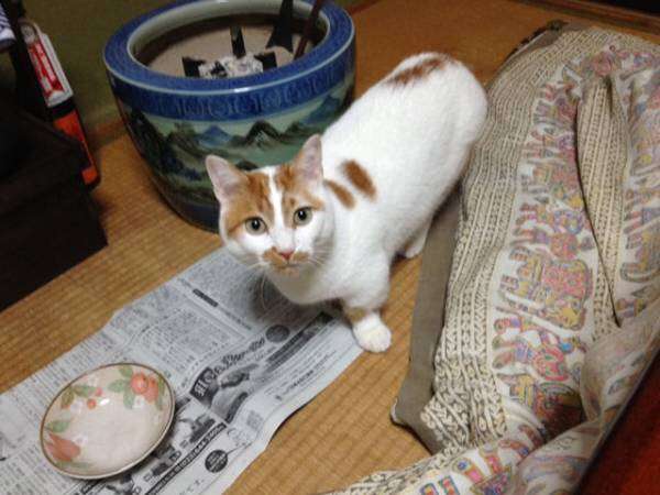 ガルちゃん猫カフェ21号店 開店しました♪ (初めての方も大歓迎！)