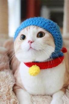 ガルちゃん猫カフェ21号店 開店しました♪ (初めての方も大歓迎！)