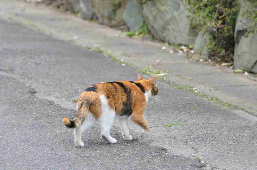 ガルちゃん猫カフェ21号店 開店しました♪ (初めての方も大歓迎！)