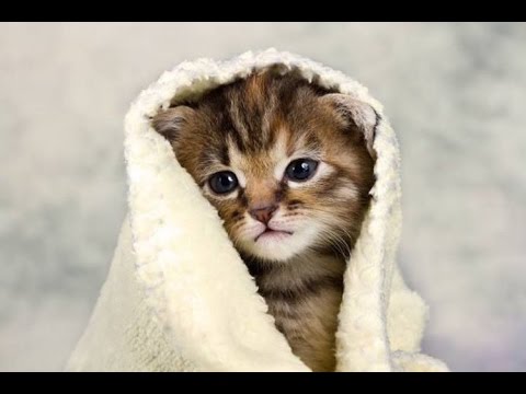 ガルちゃん猫カフェ21号店 開店しました♪ (初めての方も大歓迎!)