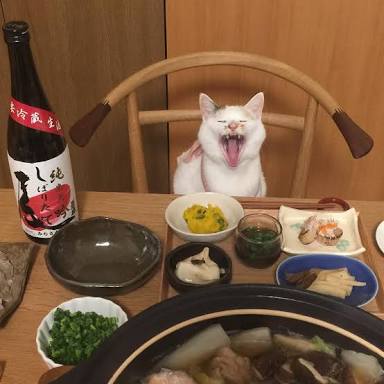 ガルちゃん猫カフェ21号店 開店しました♪ (初めての方も大歓迎！)
