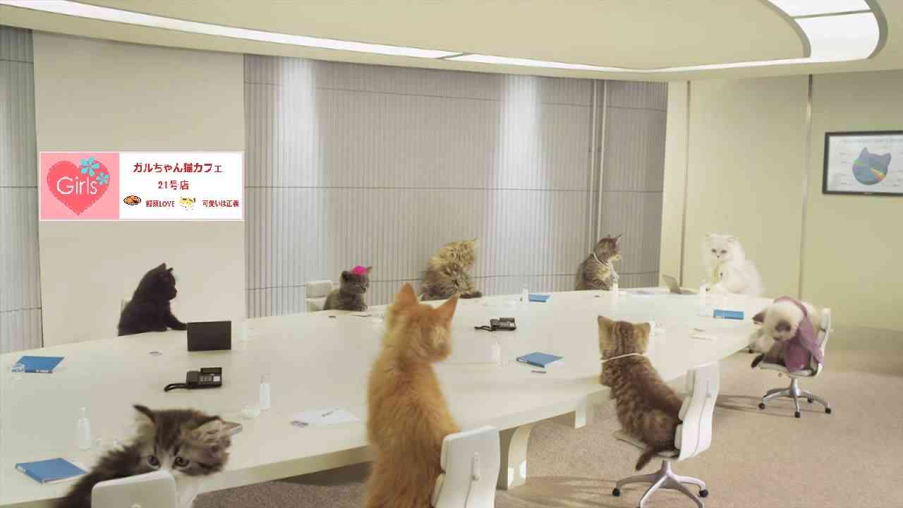 ガルちゃん猫カフェ21号店 開店しました♪ (初めての方も大歓迎!)