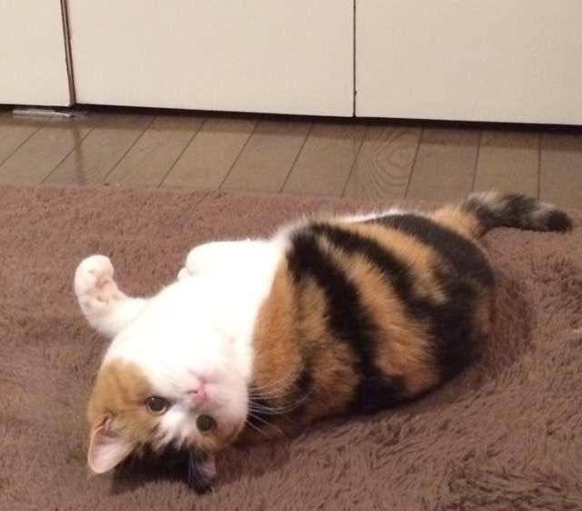 ガルちゃん猫カフェ21号店 開店しました♪ (初めての方も大歓迎！)