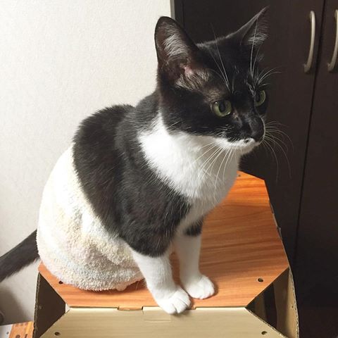 ガルちゃん猫カフェ21号店 開店しました♪ (初めての方も大歓迎!)