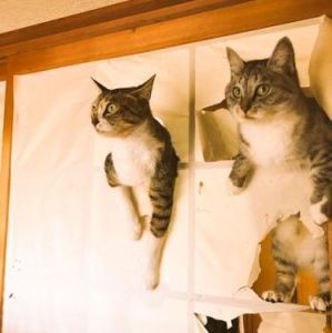 ガルちゃん猫カフェ21号店 開店しました♪ (初めての方も大歓迎！)