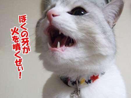 ガルちゃん猫カフェ21号店 開店しました♪ (初めての方も大歓迎！)