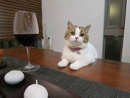 ガルちゃん猫カフェ21号店 開店しました♪ (初めての方も大歓迎!)