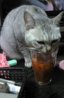 ガルちゃん猫カフェ21号店 開店しました♪ (初めての方も大歓迎！)