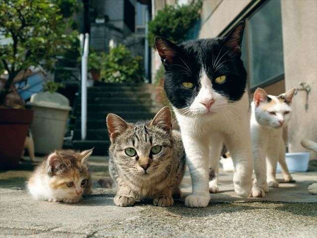 ガルちゃん猫カフェ21号店 開店しました♪ (初めての方も大歓迎!)