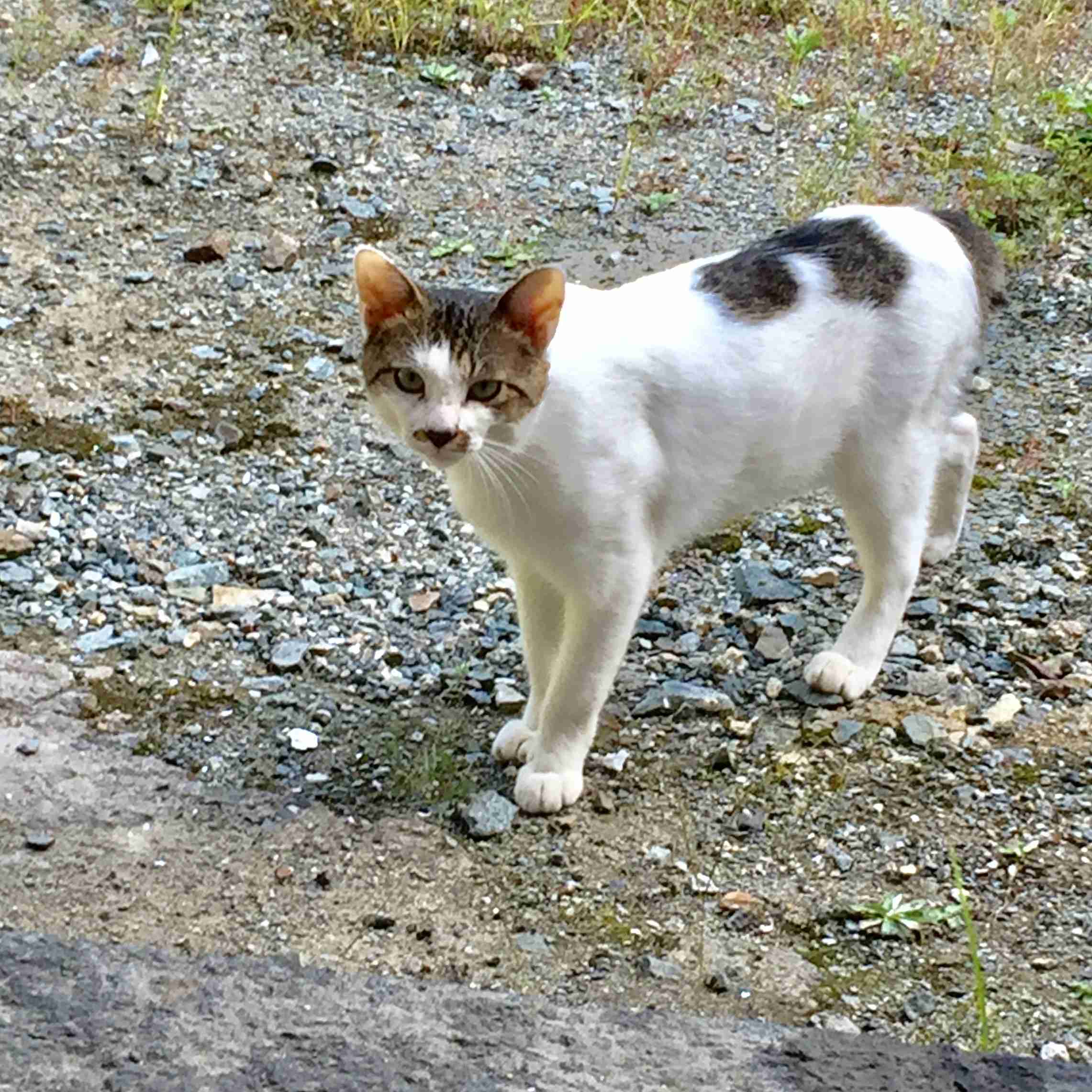 ガルちゃん猫カフェ21号店 開店しました♪ (初めての方も大歓迎!)