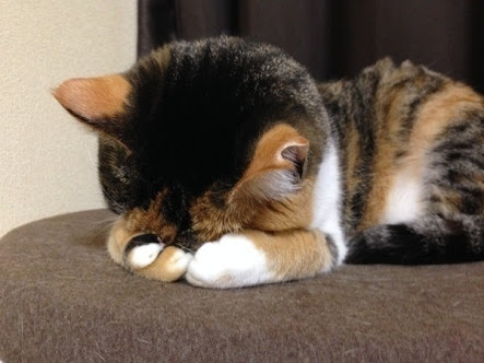 ガルちゃん猫カフェ21号店 開店しました♪ (初めての方も大歓迎！)