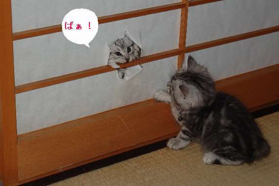 ガルちゃん猫カフェ21号店 開店しました♪ (初めての方も大歓迎!)