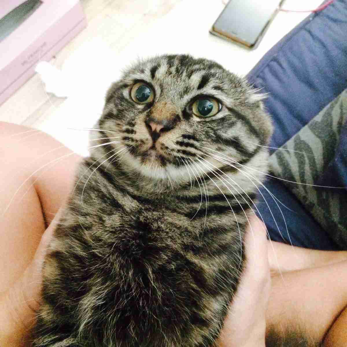 ガルちゃん猫カフェ21号店 開店しました♪ (初めての方も大歓迎!)