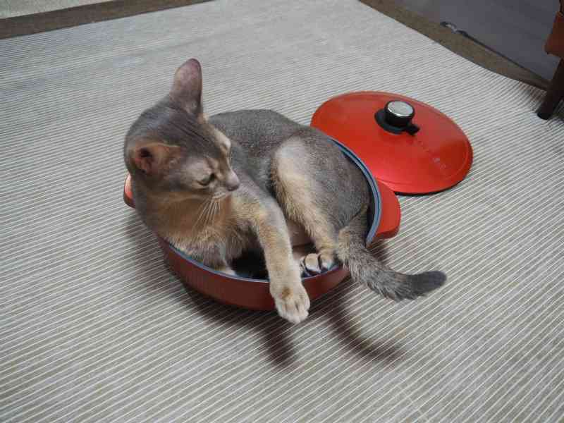 ガルちゃん猫カフェ21号店 開店しました♪ (初めての方も大歓迎!)