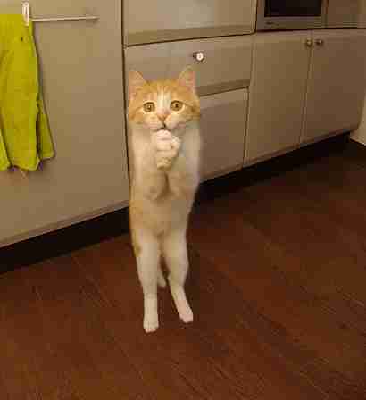 ガルちゃん猫カフェ21号店 開店しました♪ (初めての方も大歓迎!)