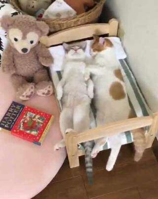 ガルちゃん猫カフェ21号店 開店しました♪ (初めての方も大歓迎!)