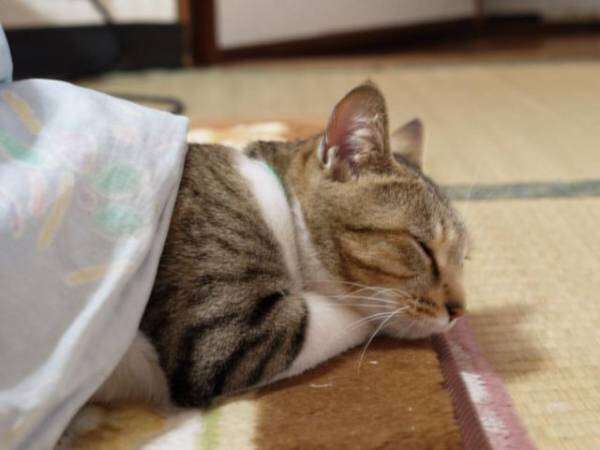 ガルちゃん猫カフェ21号店 開店しました♪ (初めての方も大歓迎！)